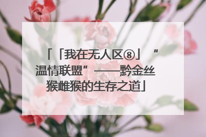 「我在无人区⑧」“温情联盟”——黔金丝猴雌猴的生存之道