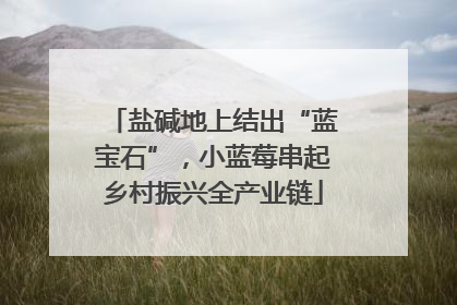 盐碱地上结出“蓝宝石”，小蓝莓串起乡村振兴全产业链