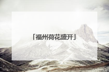福州荷花盛开