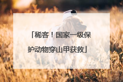 稀客！国家一级保护动物穿山甲获救