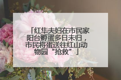 红隼夫妇在市民家阳台孵蛋多日未归，市民将蛋送往红山动物园“抢救”