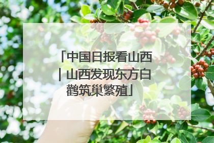 中国日报看山西｜山西发现东方白鹳筑巢繁殖