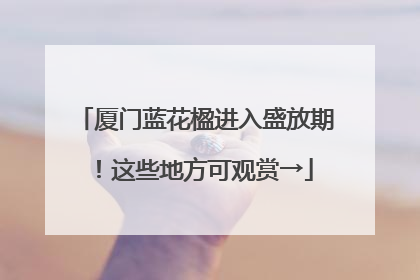 厦门蓝花楹进入盛放期！这些地方可观赏→