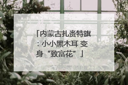 内蒙古扎赉特旗：小小黑木耳 变身“致富花”