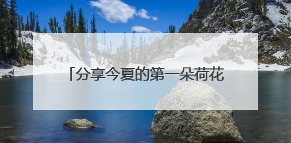 分享今夏的第一朵荷花！来杨浦这座公园吧
