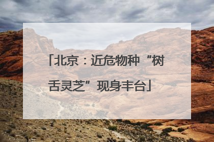 北京：近危物种“树舌灵芝”现身丰台
