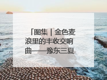 图集｜金色麦浪里的丰收交响曲——豫东三夏抢收纪实