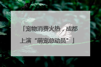 宠物消费火热，成都上演“萌宠总动员”