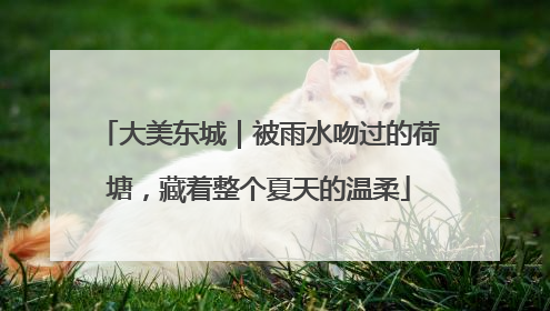 大美东城｜被雨水吻过的荷塘，藏着整个夏天的温柔