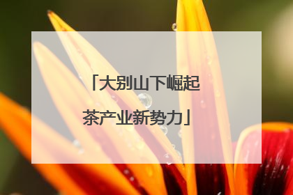 大别山下崛起茶产业新势力