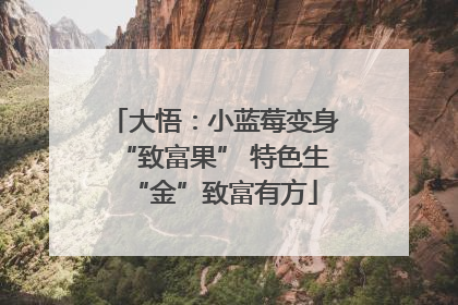 大悟：小蓝莓变身“致富果” 特色生“金”致富有方