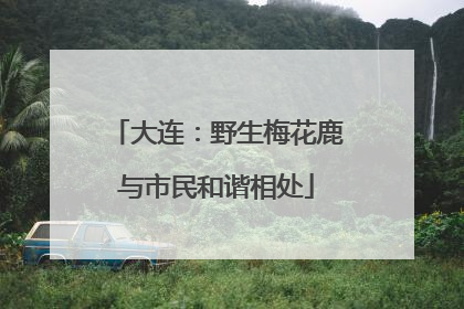 大连：野生梅花鹿与市民和谐相处