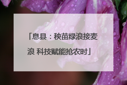 息县：秧苗绿浪接麦浪 科技赋能抢农时