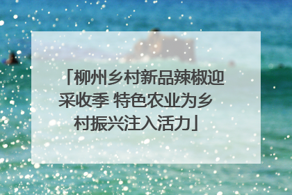 柳州乡村新品辣椒迎采收季 特色农业为乡村振兴注入活力