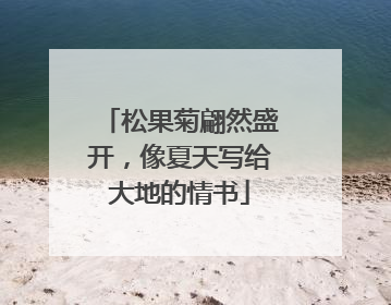 松果菊翩然盛开，像夏天写给大地的情书