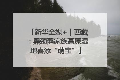 新华全媒+｜西藏：黑颈鹤家族高原湿地喜添“萌宝”