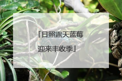 日照露天蓝莓迎来丰收季