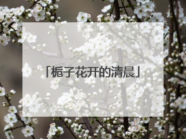 栀子花开的清晨