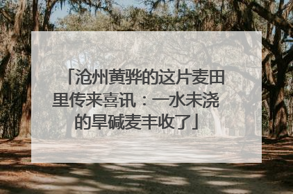沧州黄骅的这片麦田里传来喜讯：一水未浇的旱碱麦丰收了
