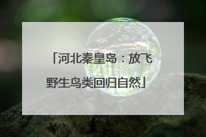 河北秦皇岛：放飞野生鸟类回归自然