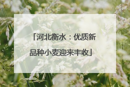 河北衡水：优质新品种小麦迎来丰收