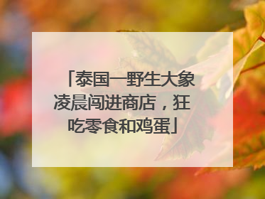 泰国一野生大象凌晨闯进商店，狂吃零食和鸡蛋