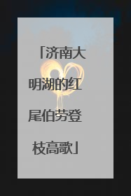 济南大明湖的红尾伯劳登枝高歌