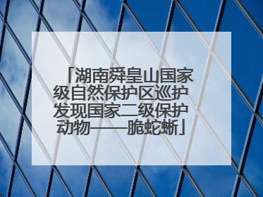 湖南舜皇山国家级自然保护区巡护发现国家二级保护动物——脆蛇蜥