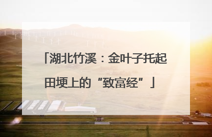 湖北竹溪：金叶子托起田埂上的“致富经”