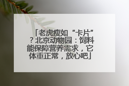 老虎瘦如“卡片”？北京动物园：饲料能保障营养需求，它体重正常，放心吧