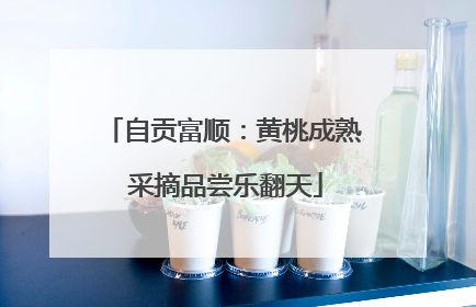 自贡富顺：黄桃成熟 采摘品尝乐翻天
