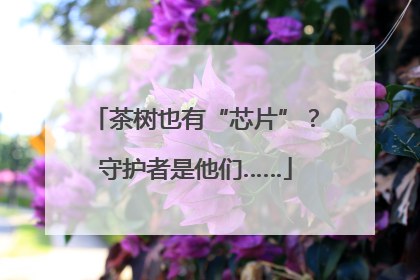 茶树也有“芯片”？守护者是他们……