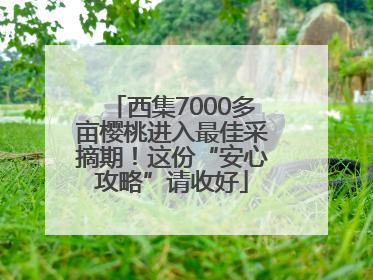 西集7000多亩樱桃进入最佳采摘期！这份“安心攻略”请收好