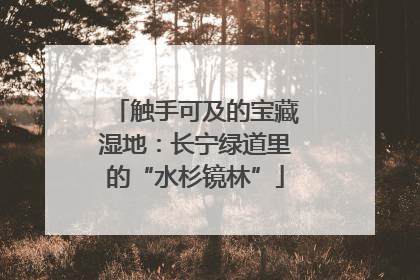 触手可及的宝藏湿地：长宁绿道里的“水杉镜林”