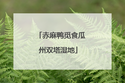 赤麻鸭觅食瓜州双塔湿地