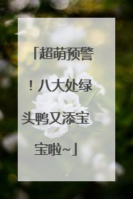 超萌预警！八大处绿头鸭又添宝宝啦~