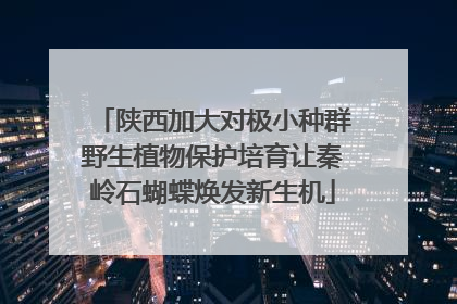 陕西加大对极小种群野生植物保护培育让秦岭石蝴蝶焕发新生机