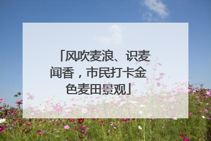 风吹麦浪、识麦闻香，市民打卡金色麦田景观