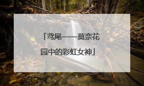 鸢尾——莫奈花园中的彩虹女神